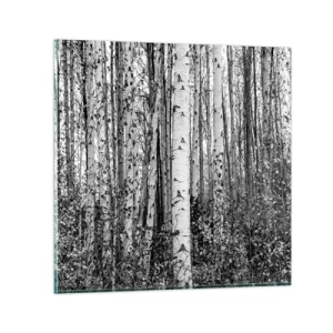 Obraz na skle - Březová kolonáda - 30x30 cm