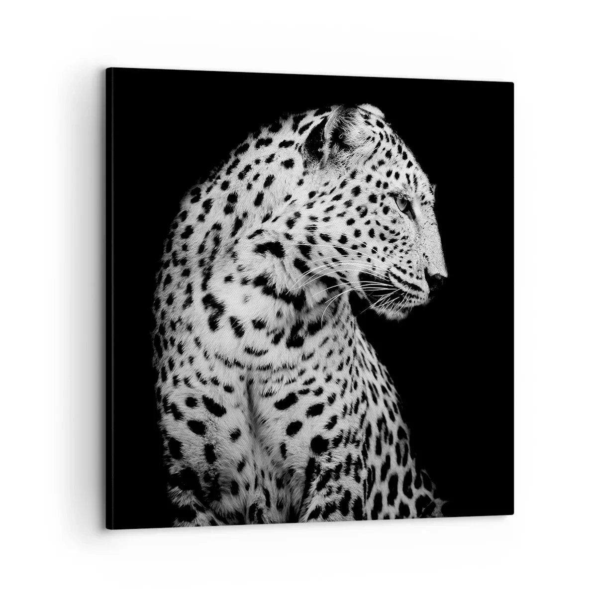 Obraz na plátně - Pravý profil perfektní! - 60x60 cm
