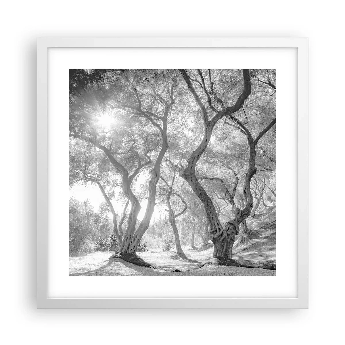 Plakát v bílém rámu - V olivovém háji - 40x40 cm