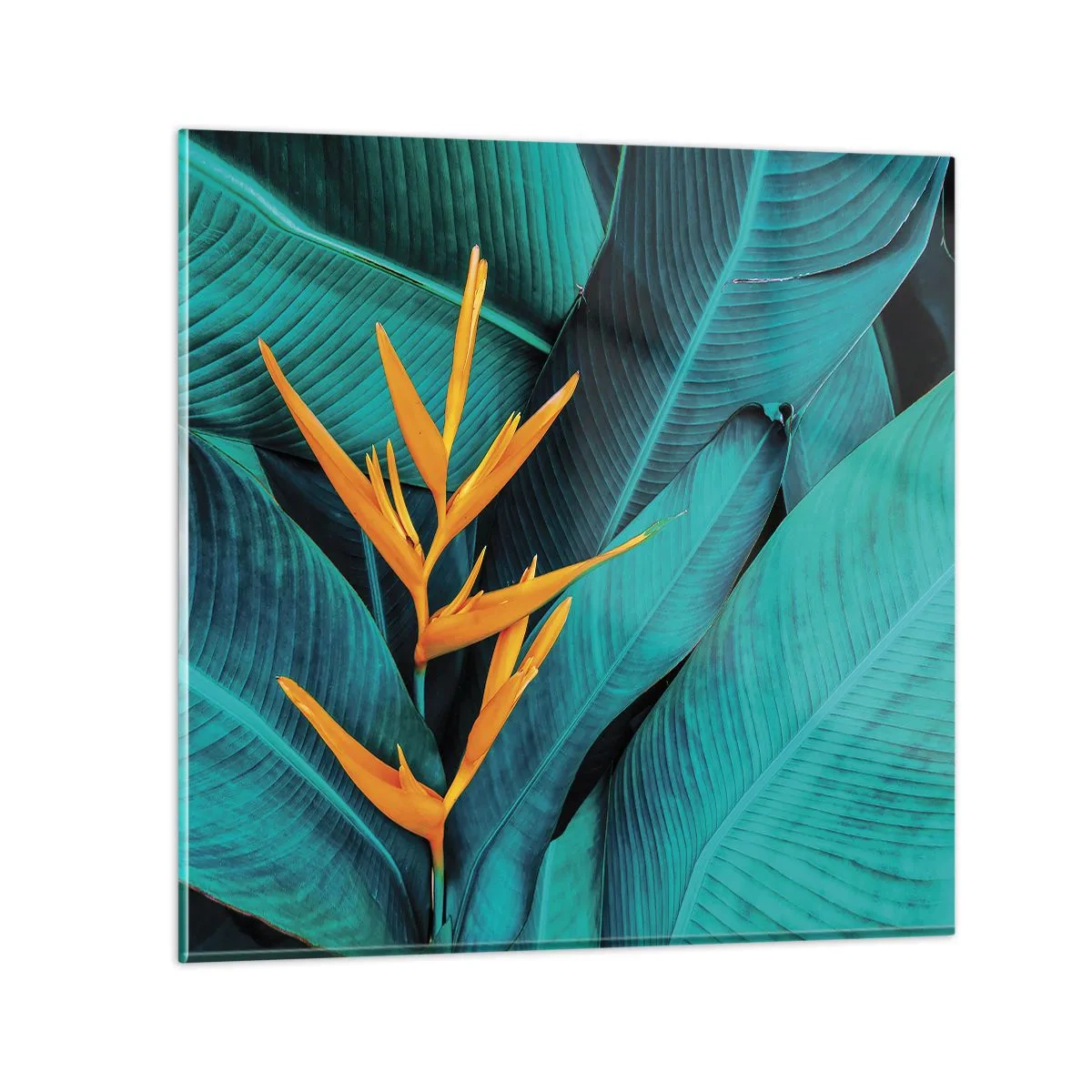Obraz na skle - Rajský květ - 50x50 cm