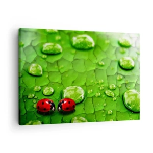 Obraz na plátně - Dvě berušky na listu s kapkami vody v makrofotografii - 70x50cm - Setkání v zeleni - Moderní nástěnná dekorace do obývacího pokoje a ložnice ARTTOR