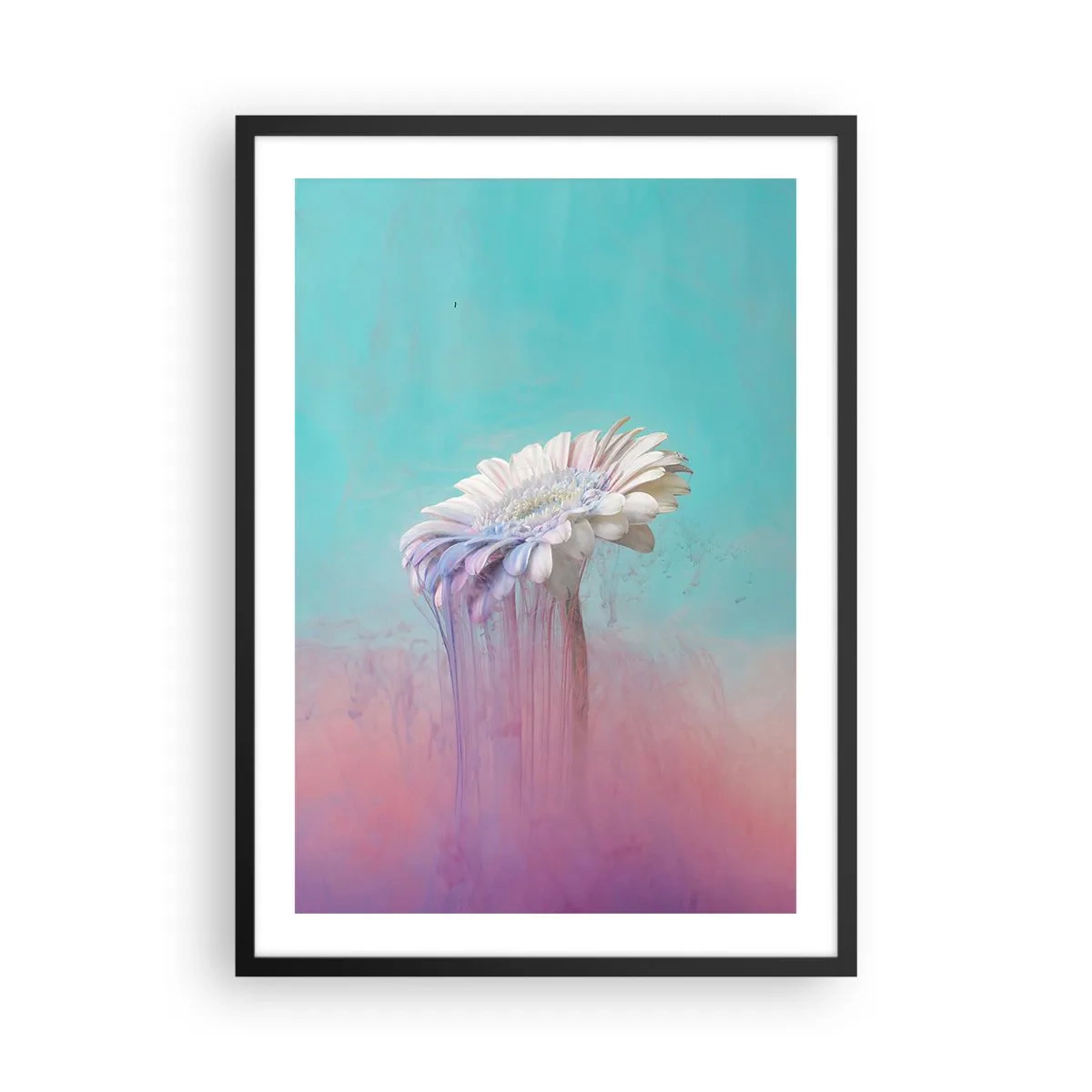 Plakát v černém rámu - Bílá gerbera s barevnými pruhy na pastelovém pozadí - 50x70cm - Záhrobí květin - Moderní nástěnná dekorace do obývacího pokoje a ložnice ARTTOR