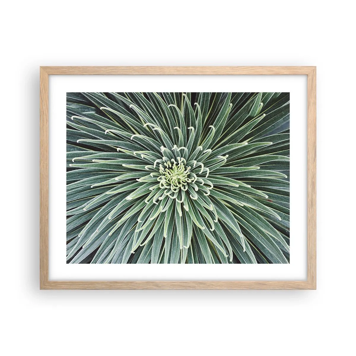 Plakát v rámu světlý dub - Zrození hvězdy - 50x40 cm