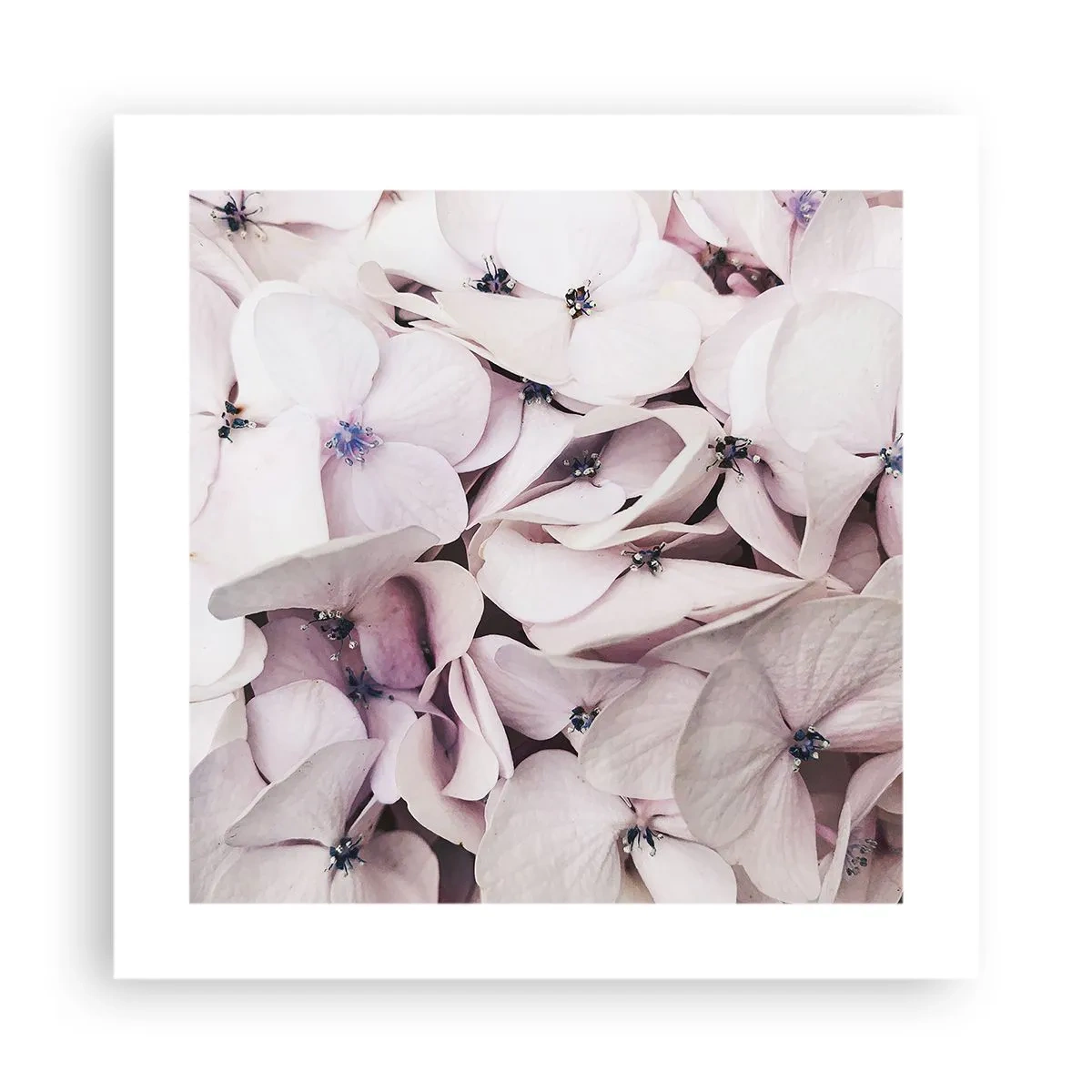 Plakát - V záplavě květin - 40x40 cm