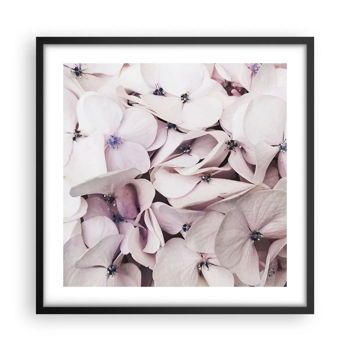 Plakát v černém rámu - V záplavě květin - 50x50 cm