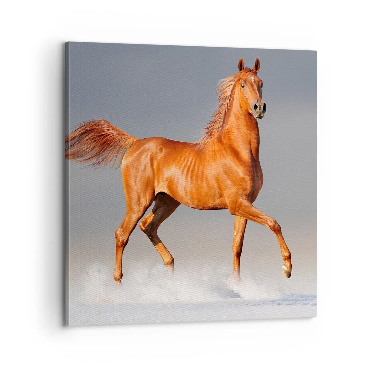 Obraz na plátně - Tančící elegance - 60x60 cm