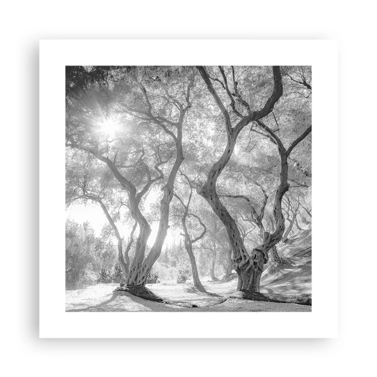 Plakát - V olivovém háji - 40x40 cm