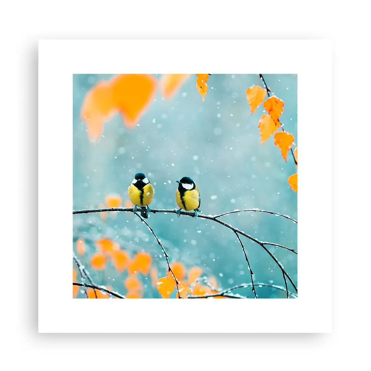 Plakát - Ptačí drby - 30x30 cm