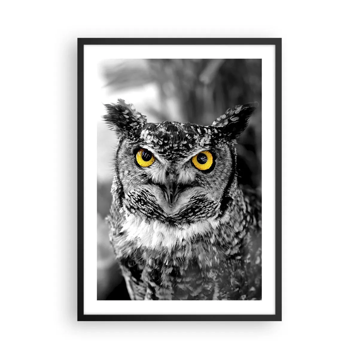 Plakát v černém rámu - Sova se žlutýma očima na černobílém pozadí - 50x70cm - Nic se neschová - Moderní nástěnná dekorace do obývacího pokoje a ložnice ARTTOR
