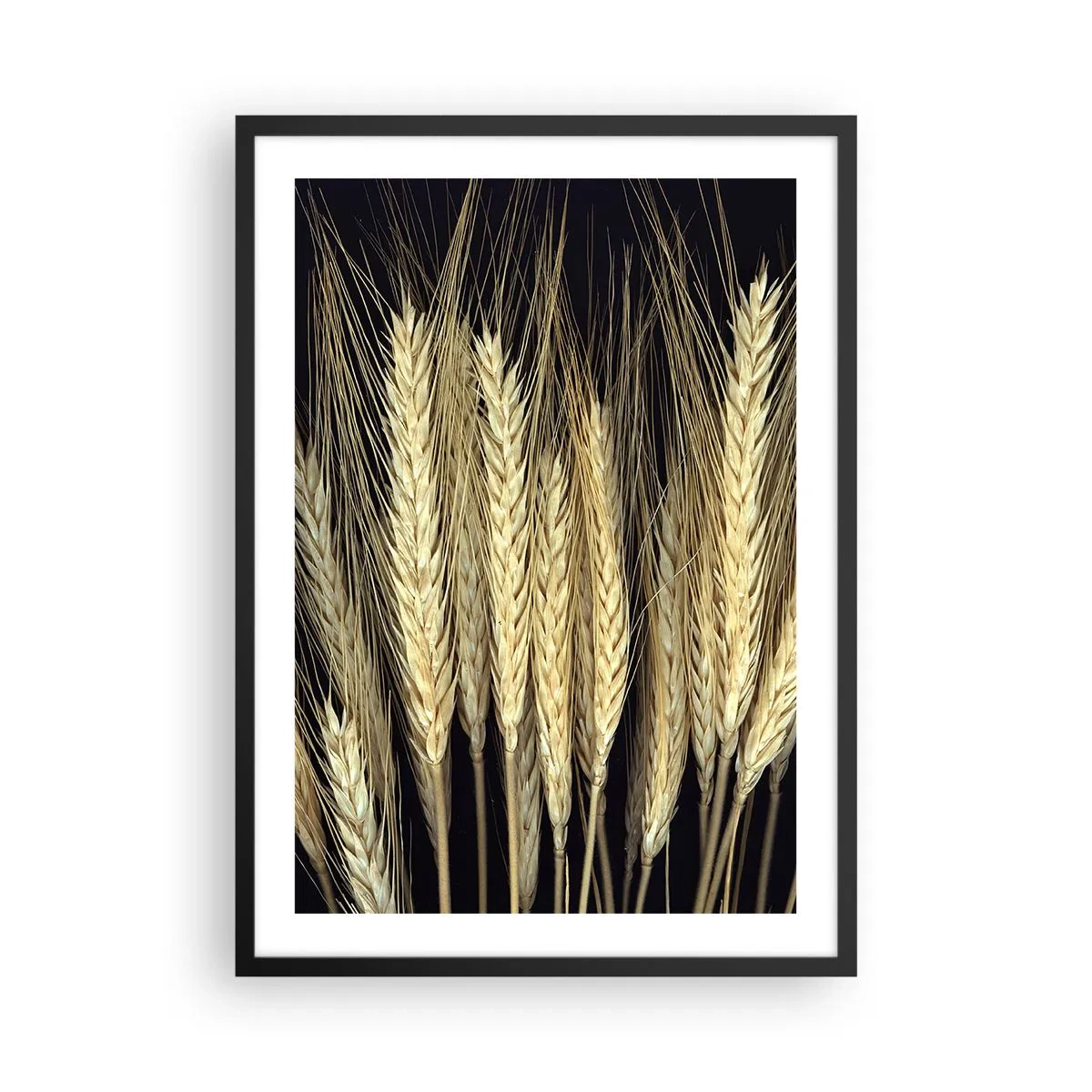 Plakát v černém rámu - Detailní záběr na pšeničné klasy na černém pozadí - 50x70cm - Rustikální magie - Moderní nástěnná dekorace do obývacího pokoje a ložnice ARTTOR