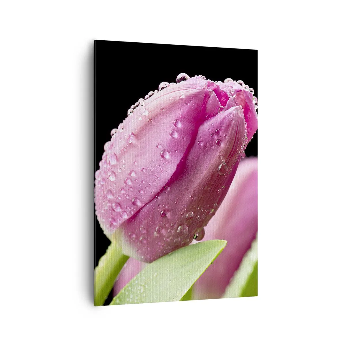 Obraz na plátně - Liliový sen v rose - 70x100 cm