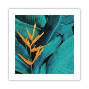 Plakát - Rajský květ - 40x40 cm