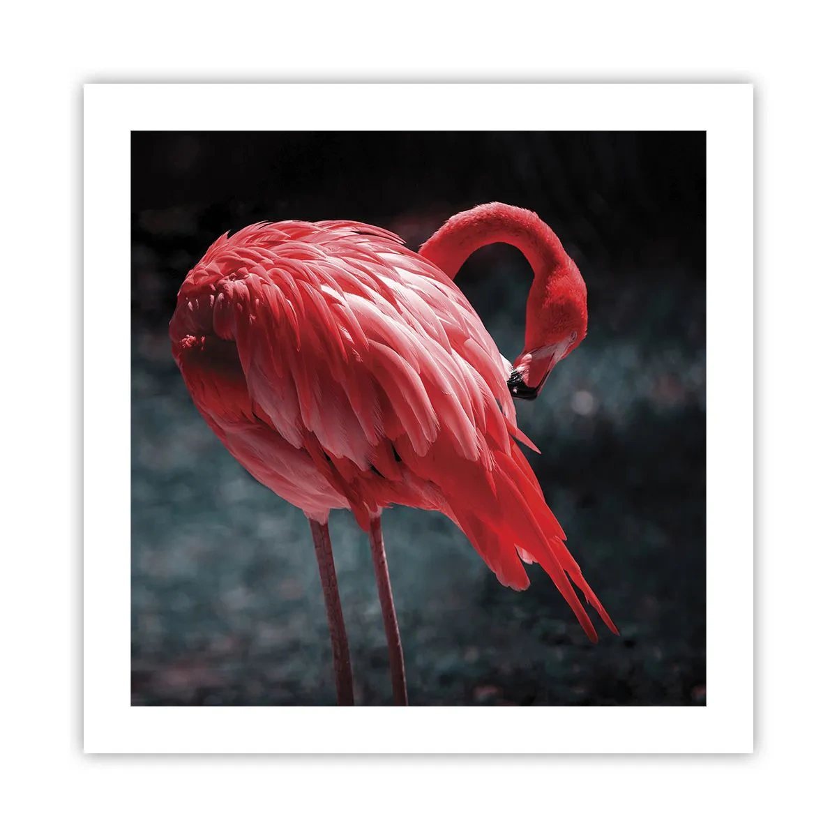 Plakát - Karmínová báseň přírody - 50x50 cm