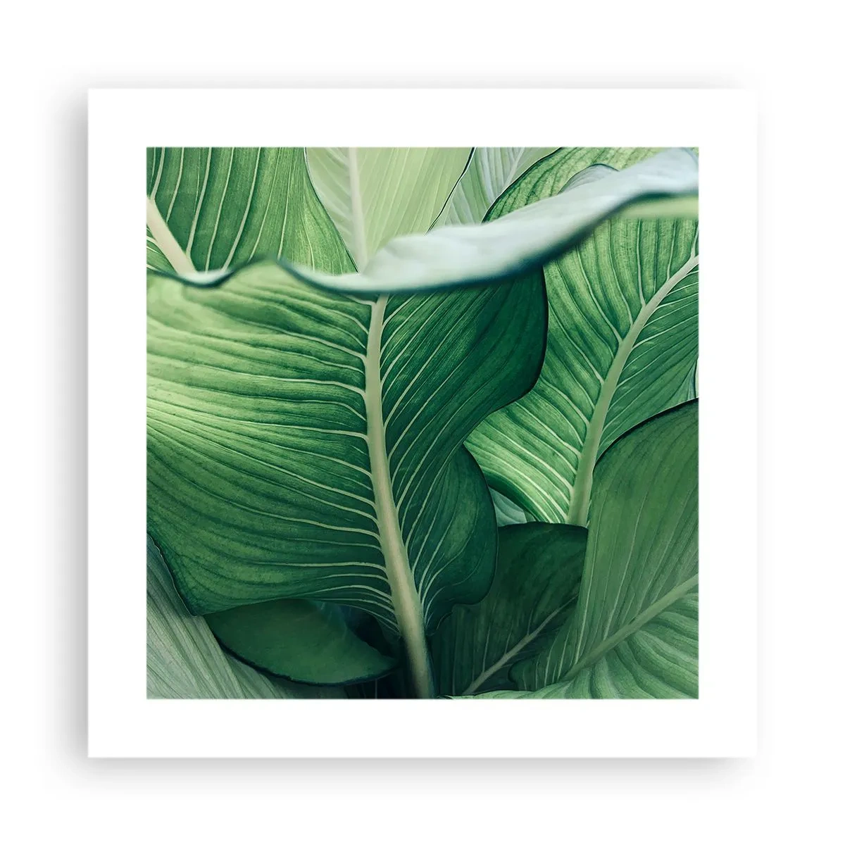 Plakát - Intenzivně zelený život - 40x40 cm