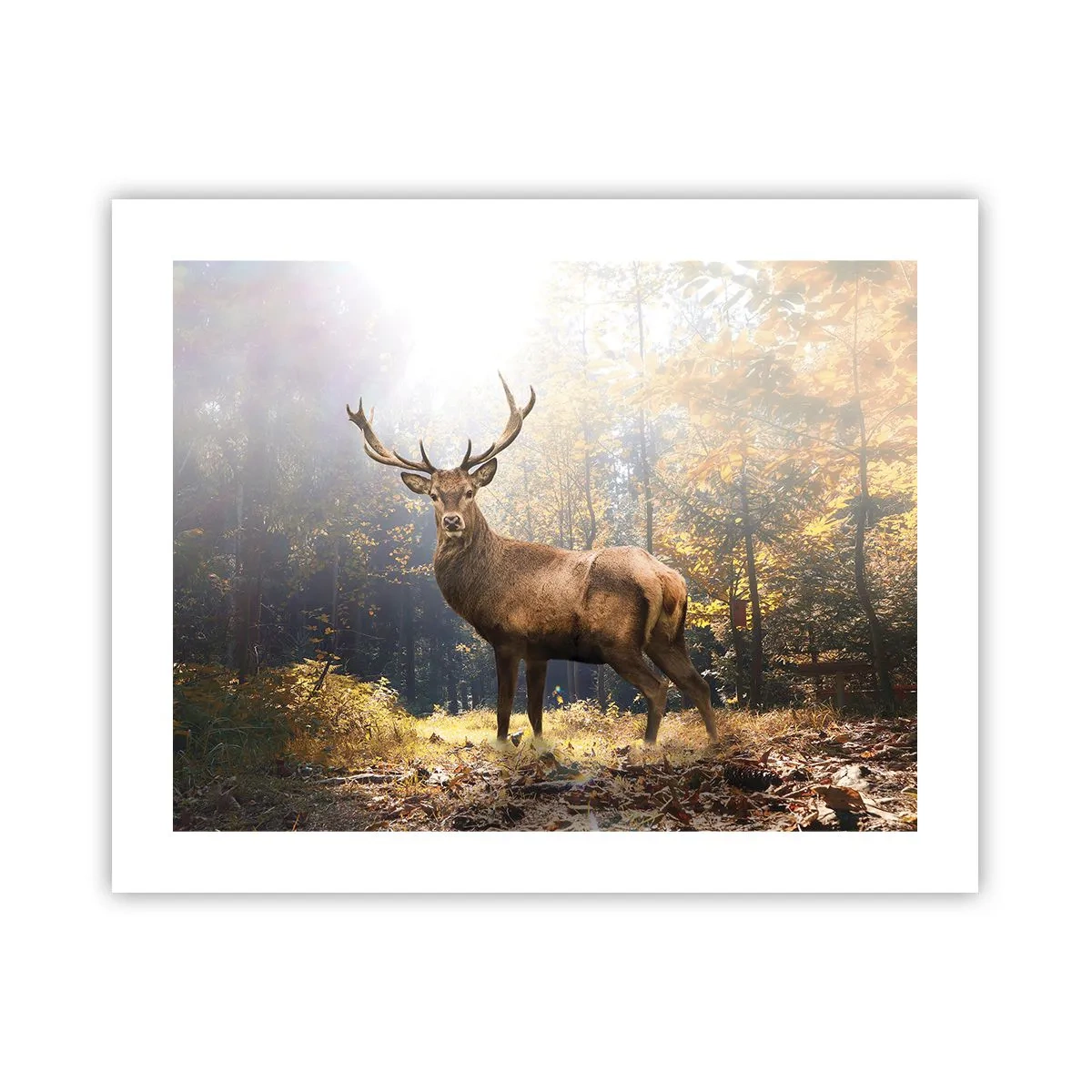 Plakát - Plné důstojnosti - 50x40 cm