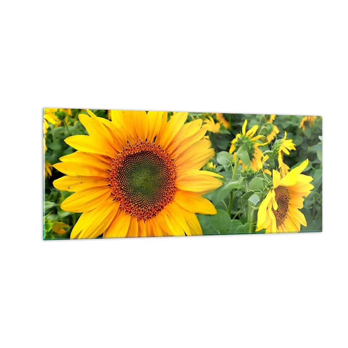 Obraz na skle - Zahořely stovky sluncí - 100x40 cm