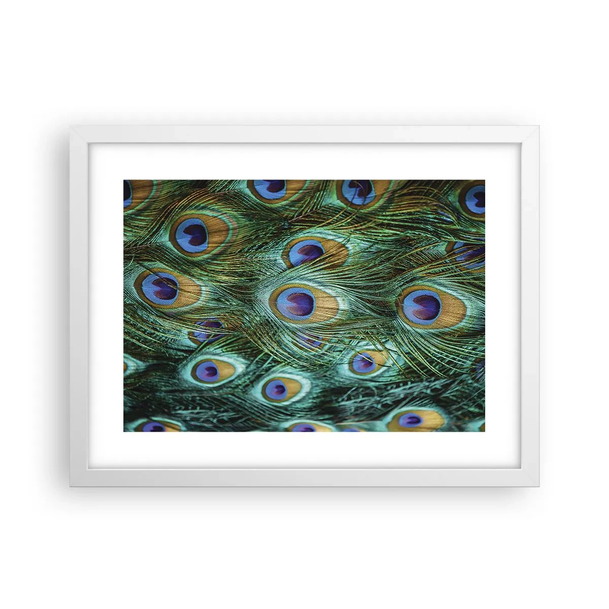 Plakát v bílém rámu - Paví pohled - 40x30 cm