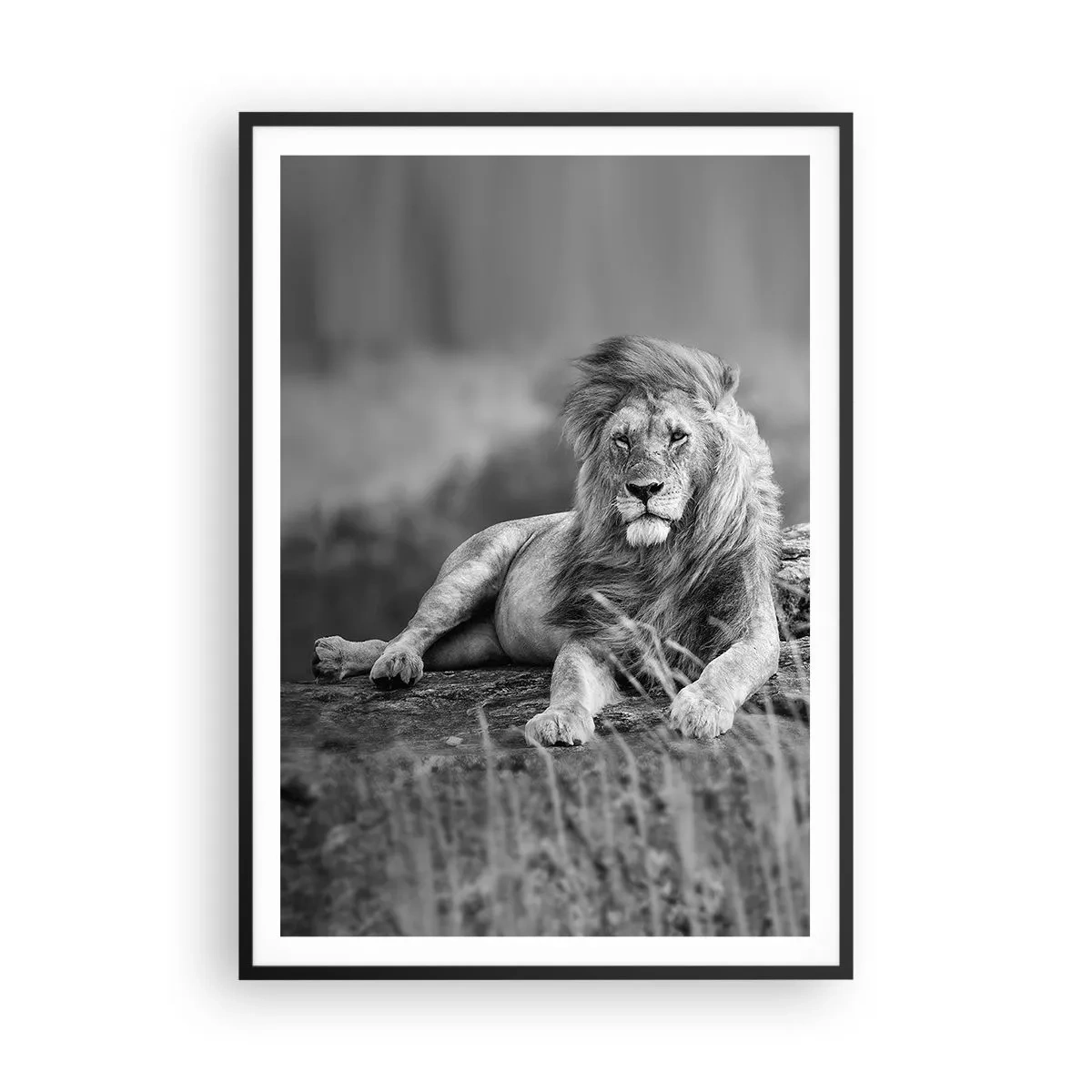 Plakát v černém rámu - Královská siesta - 70x100 cm