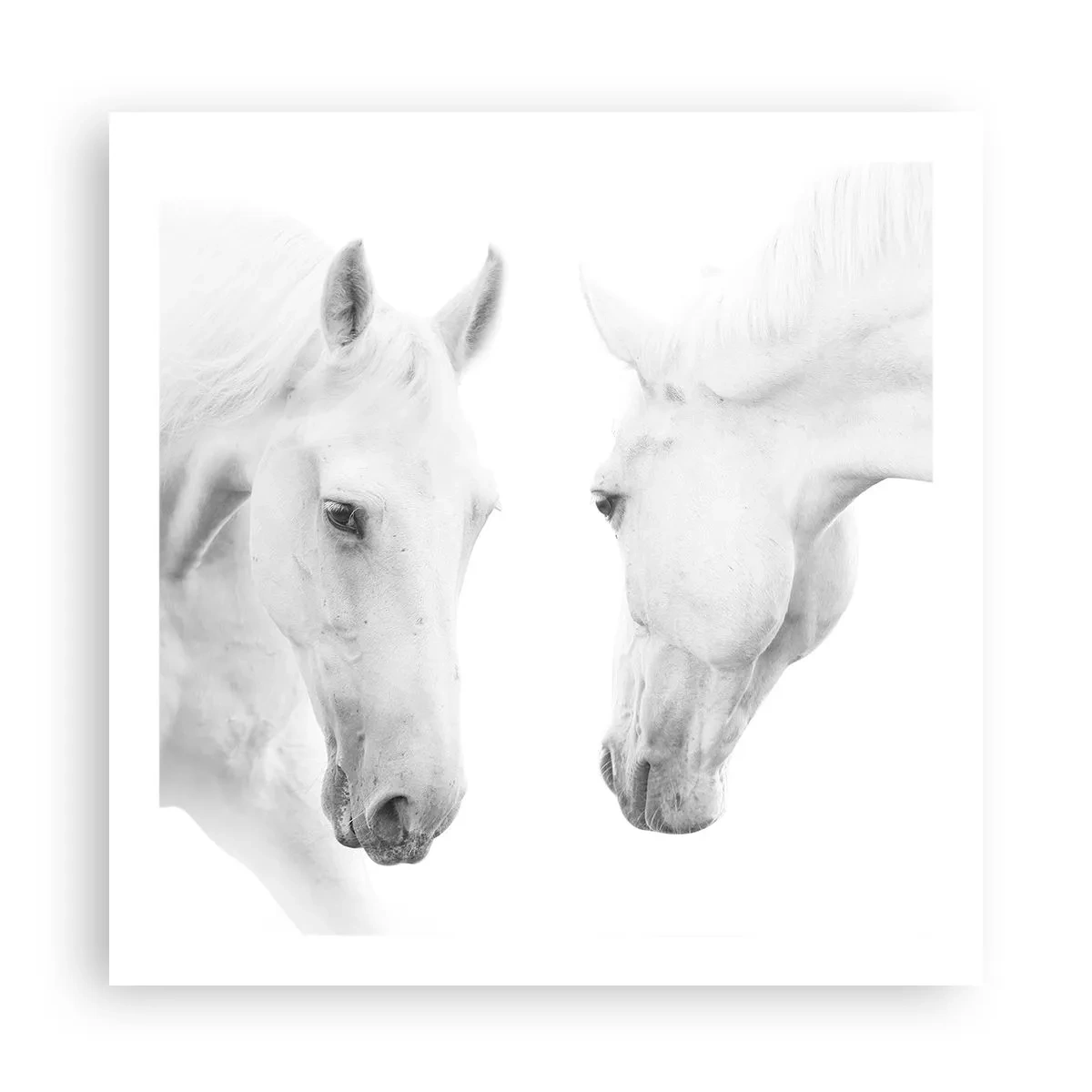 Plakát - Je to přátelství…? - 60x60 cm