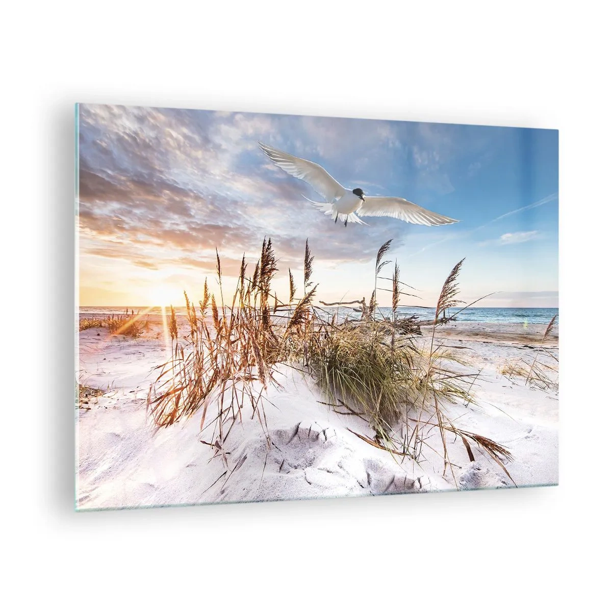 Obraz na skle - Pták letící nad dunami při západu slunce - 70x50cm - Vítr od moře - Moderní nástěnná dekorace do obývacího pokoje a ložnice ARTTOR