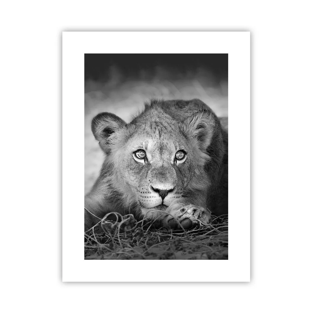 Plakát - Královské štěně - 30x40 cm