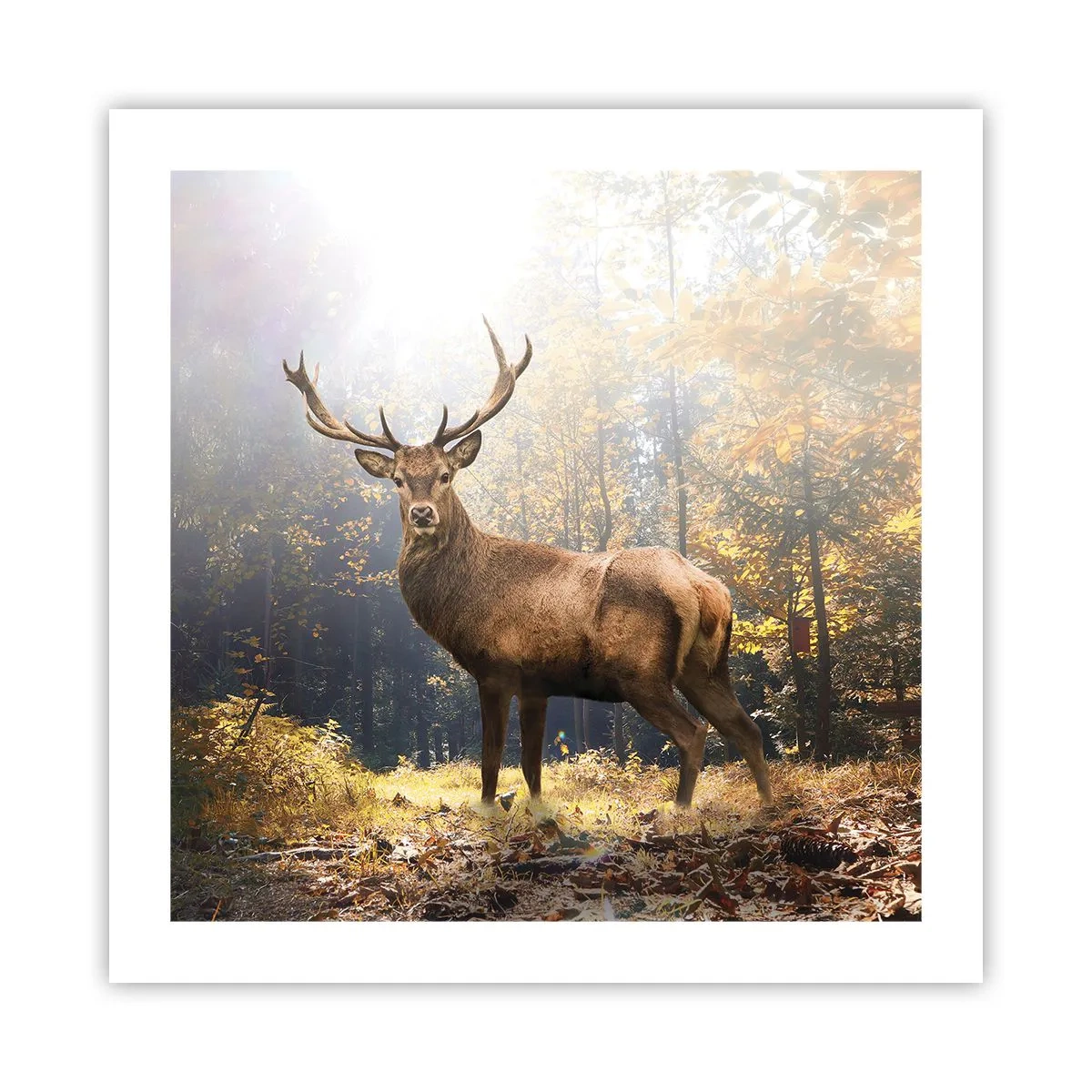 Plakát - Plné důstojnosti - 50x50 cm