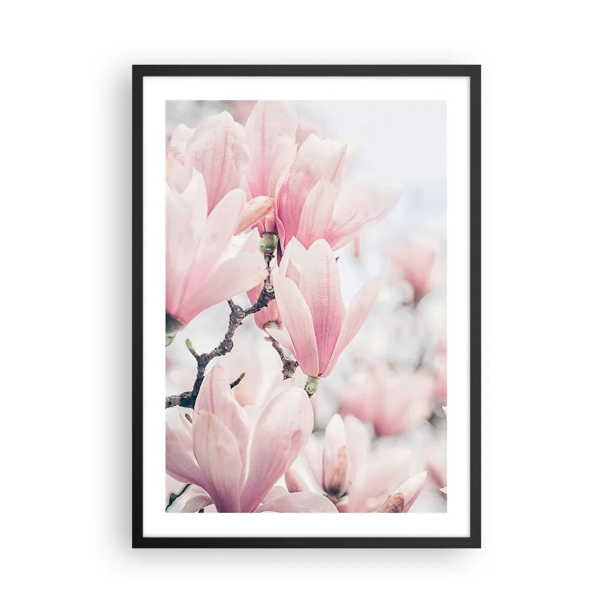 Plakát v černém rámu - Růžové magnólie v decentním jarním prostředí - 50x70cm - Ideál jemnosti - Moderní nástěnná dekorace do obývacího pokoje a ložnice ARTTOR