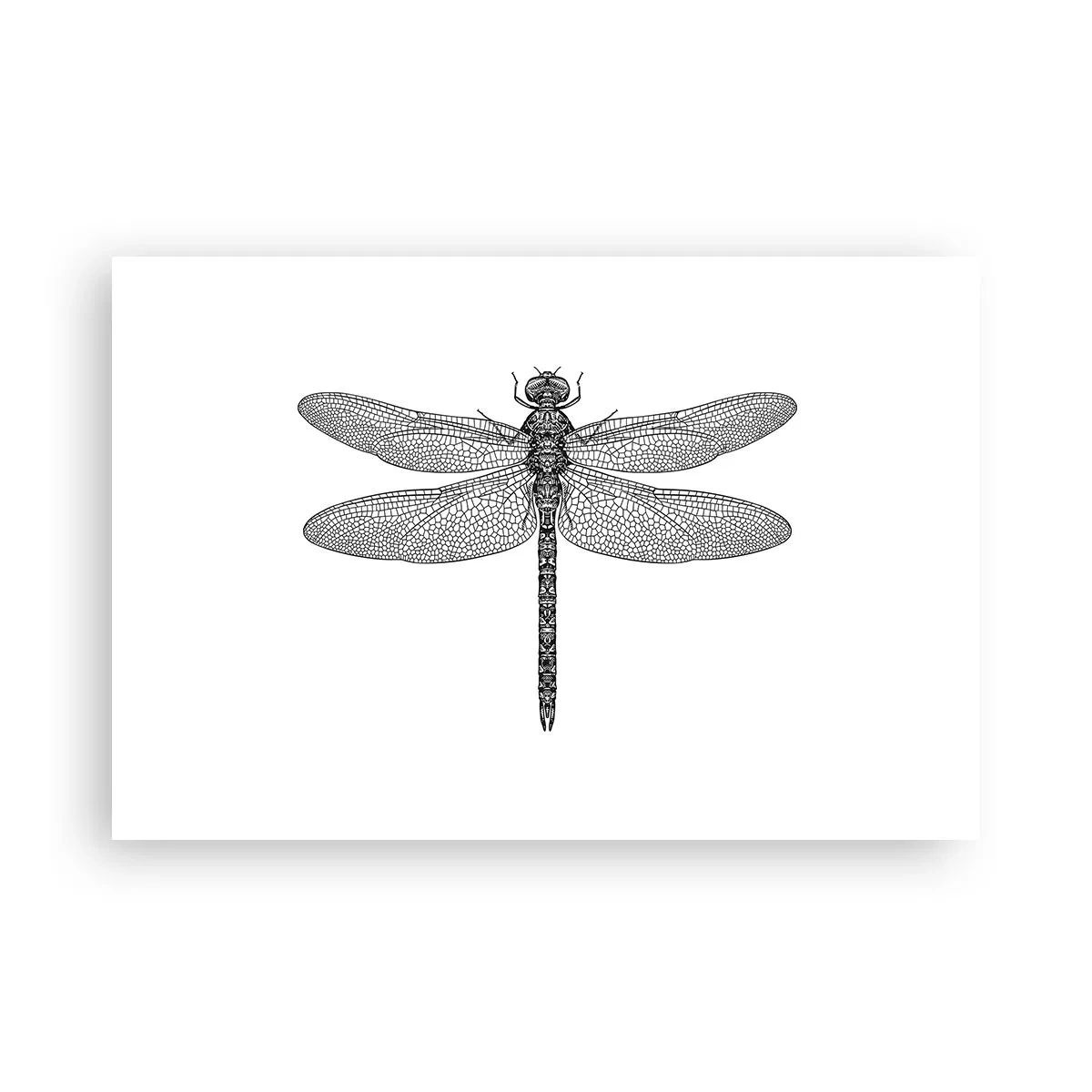 Plakát - Přesnost přírody - 91x61 cm