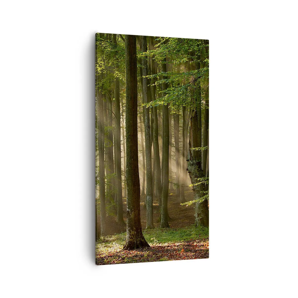 Obraz na plátně - Rozzářený v jarním ránu - 55x100 cm