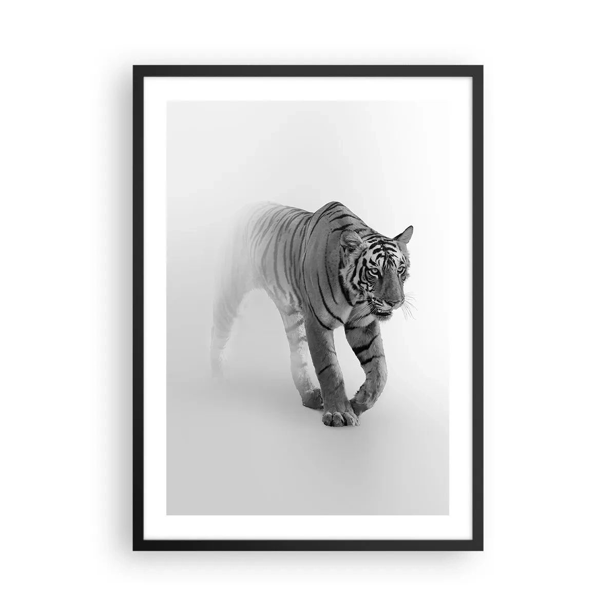 Plakát v černém rámu - Černobílý tygr vycházející z mlhy - 50x70cm - Přikrčený v mlze - Moderní nástěnná dekorace do obývacího pokoje a ložnice ARTTOR