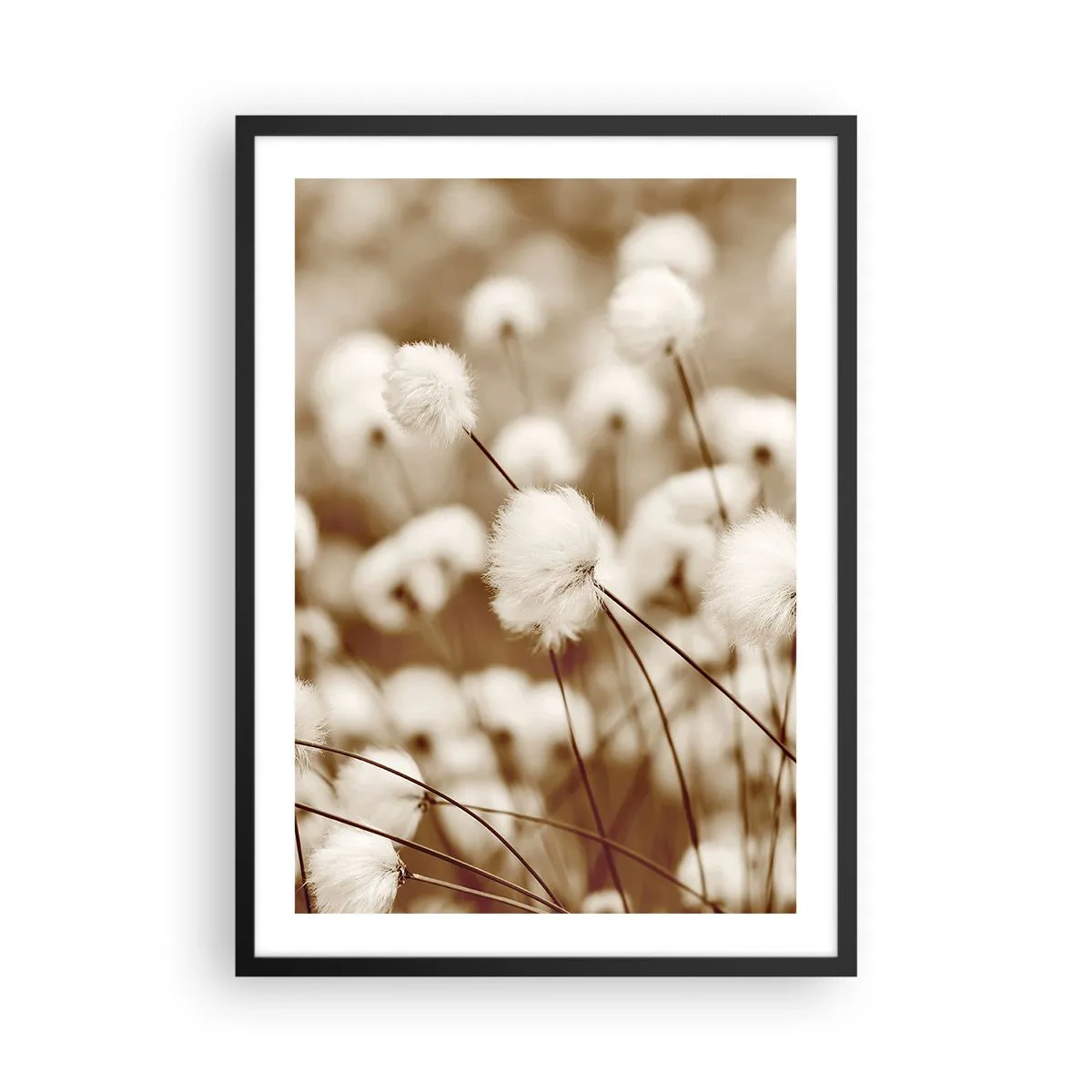 Plakát v černém rámu - Nadýchané stébla trávy v jemném záběru - 50x70cm - Chlupatý lán - Moderní nástěnná dekorace do obývacího pokoje a ložnice ARTTOR