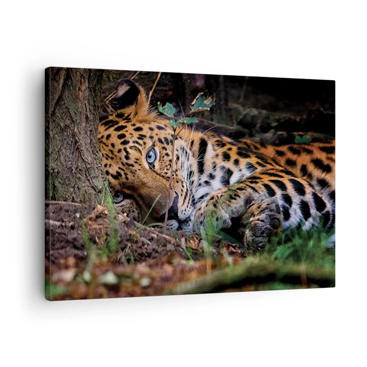 Obraz na plátně - Leopard ležící ve stínu stromů - 70x50cm - Věř mi - Moderní nástěnná dekorace do obývacího pokoje a ložnice ARTTOR