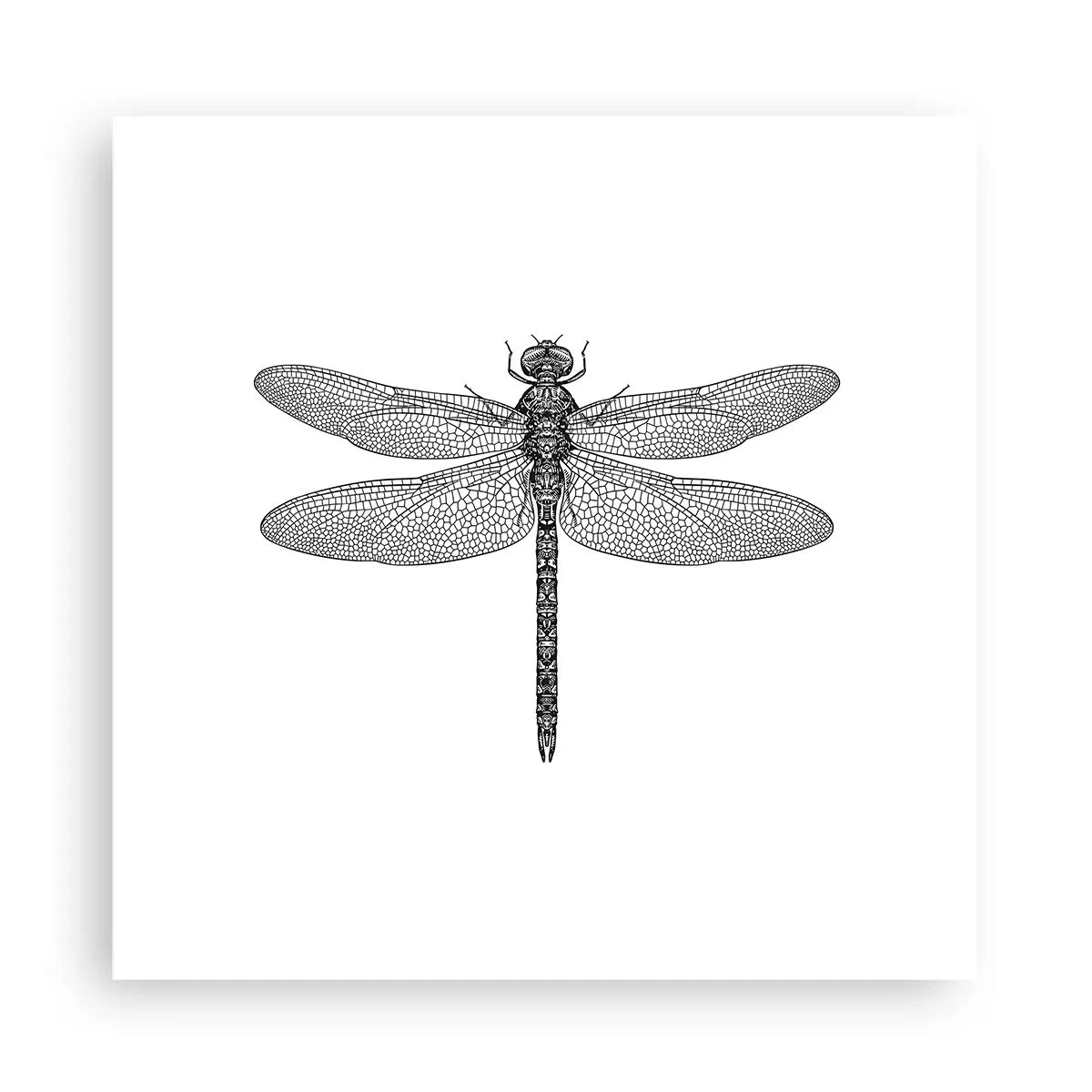 Plakát - Přesnost přírody - 30x30 cm