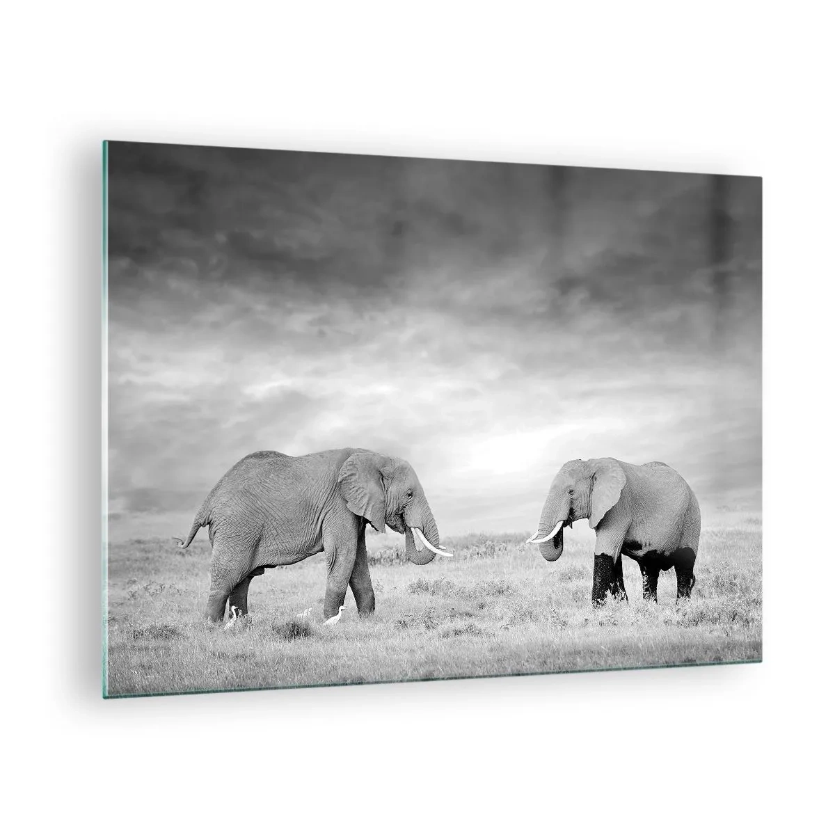 Obraz na skle - Dva sloni na savaně v odstínech černé a bílé - 70x50cm - Šedá je krásná - Moderní nástěnná dekorace do obývacího pokoje a ložnice ARTTOR