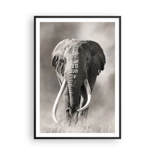 Plakát v černém rámu - Africký patriarcha - 70x100 cm