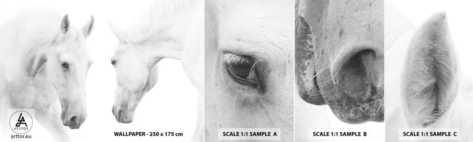 Fototapeta Vzorek Standard Eco - Je to přátelství…? - Koně, Příroda, Zvířata - 100x30 cm