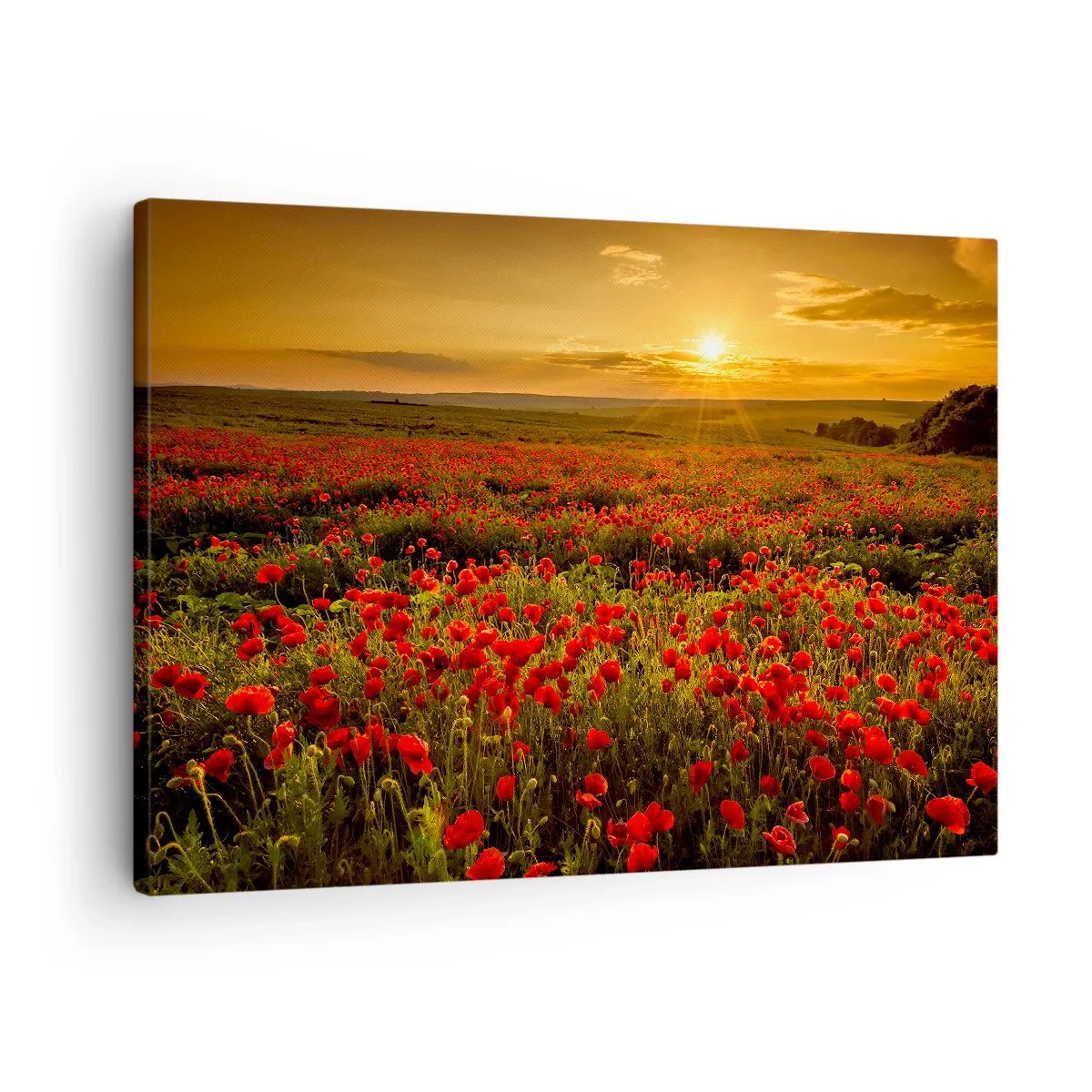 Obraz na plátně - Pole červených máků v záři zapadajícího slunce - 70x50cm - Mezi vlnami šumících luk, mezi záplavou květů - Moderní nástěnná dekorace do obývacího pokoje a ložnice ARTTOR
