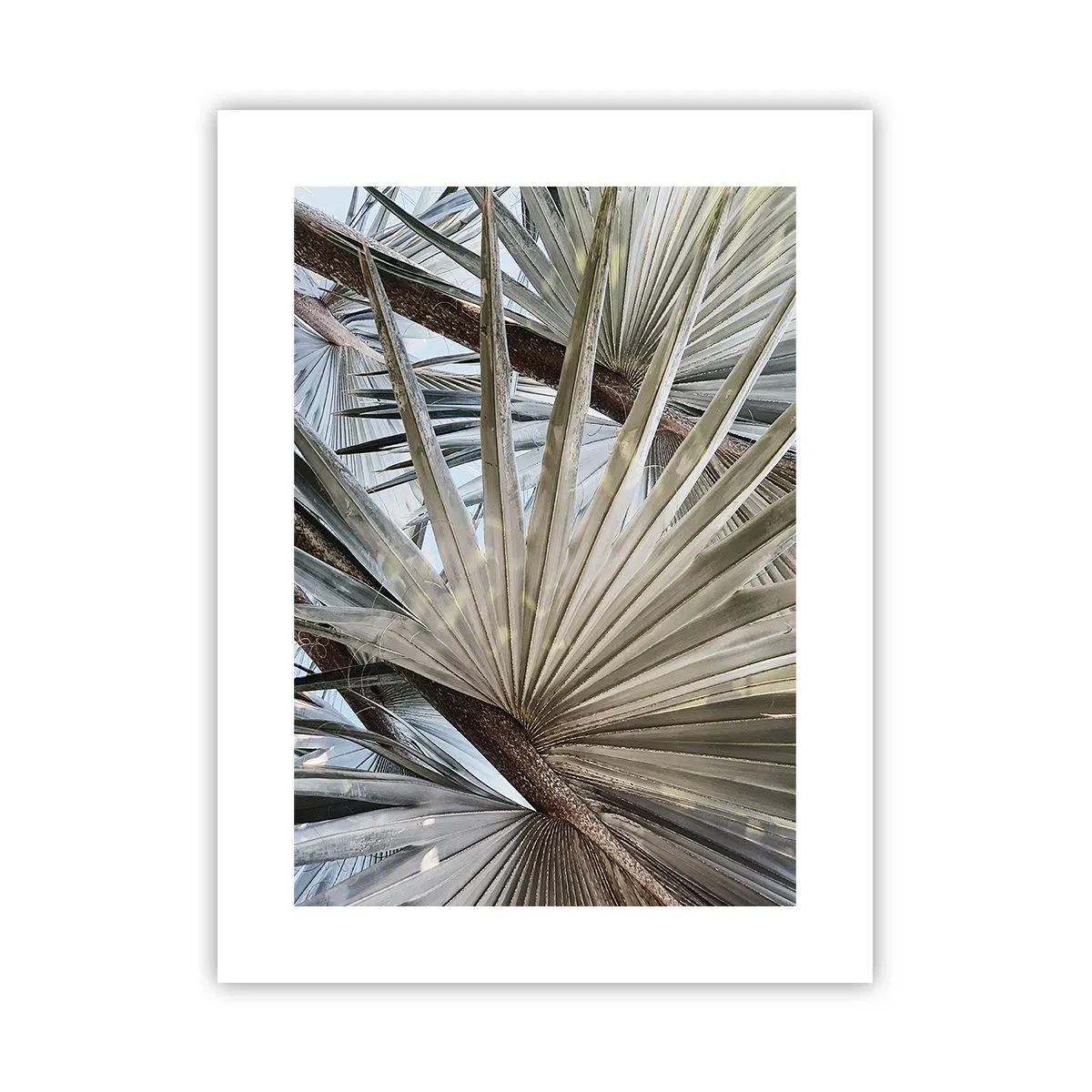 Plakát - Vějíře v tropech - 30x40 cm