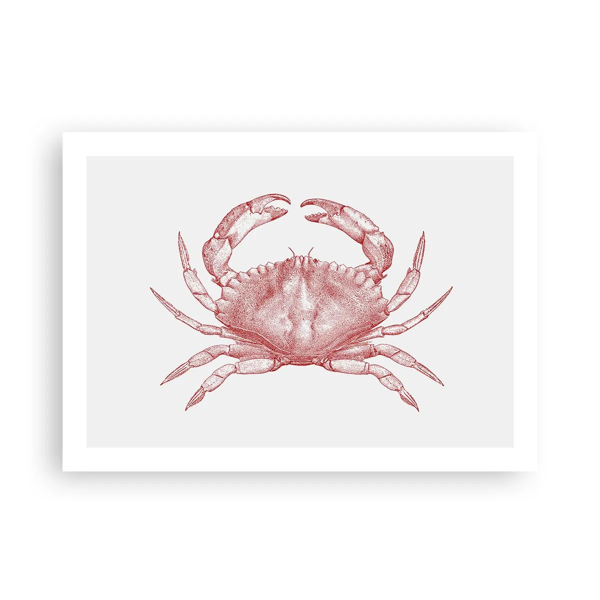 Plakát - Krab nad kraby - 70x50 cm