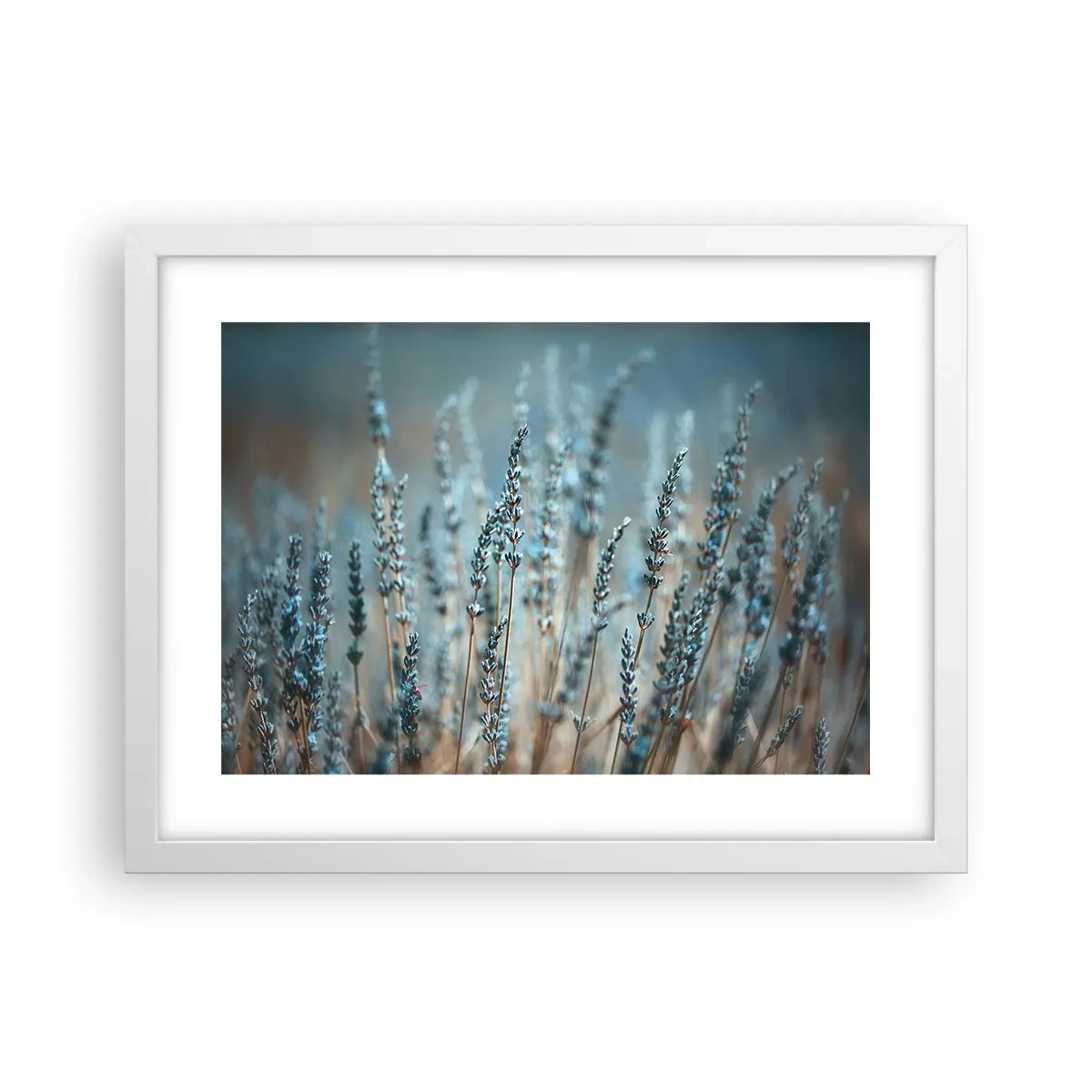 Plakát v bílém rámu - Voňavý lán - 40x30 cm