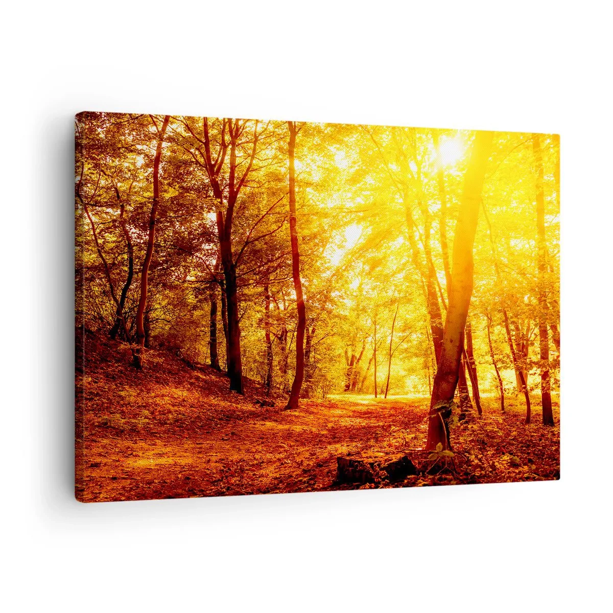 Obraz na plátně - Podzimní mýtina ve zlatavém slunci s lesní cestou - 70x50cm - Ke zlaté mýtině - Moderní nástěnná dekorace do obývacího pokoje a ložnice ARTTOR
