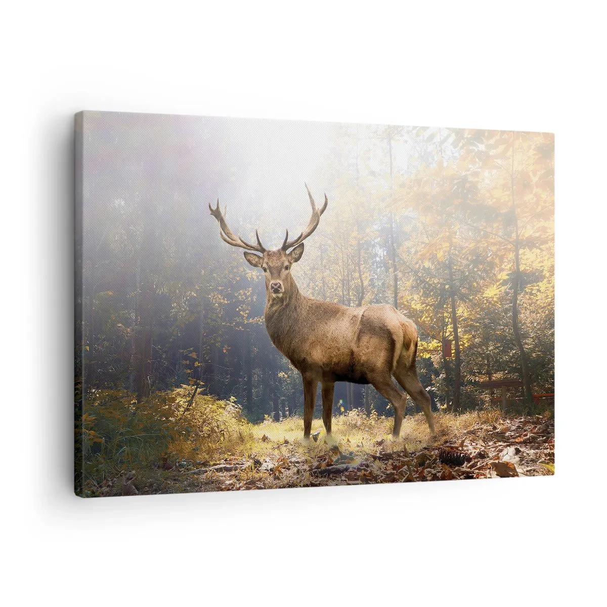 Obraz na plátně - Jelen v podzimním lese se slunečními paprsky - 70x50cm - Plné důstojnosti - Moderní nástěnná dekorace do obývacího pokoje a ložnice ARTTOR