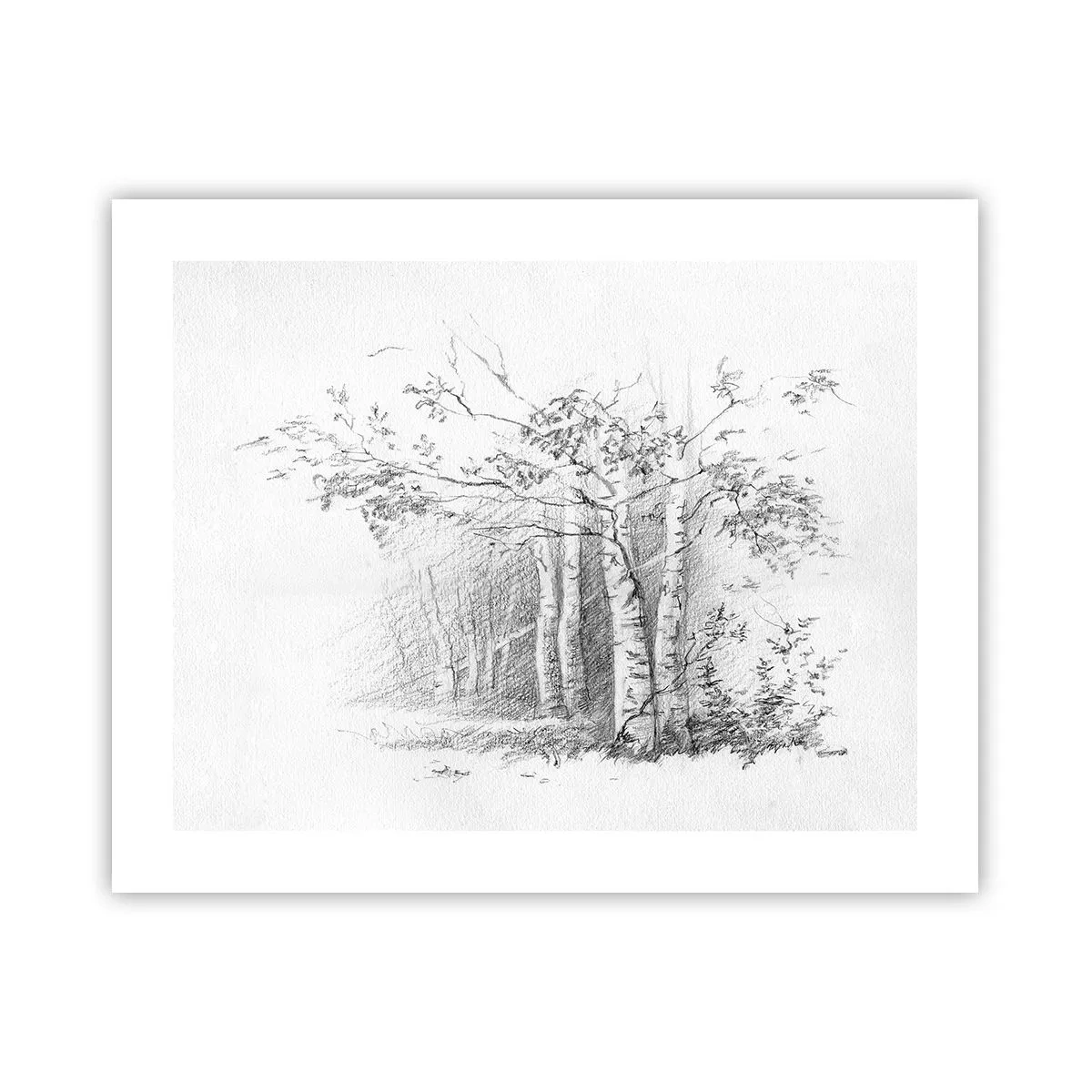 Plakát - Světlo březového lesa - 50x40 cm