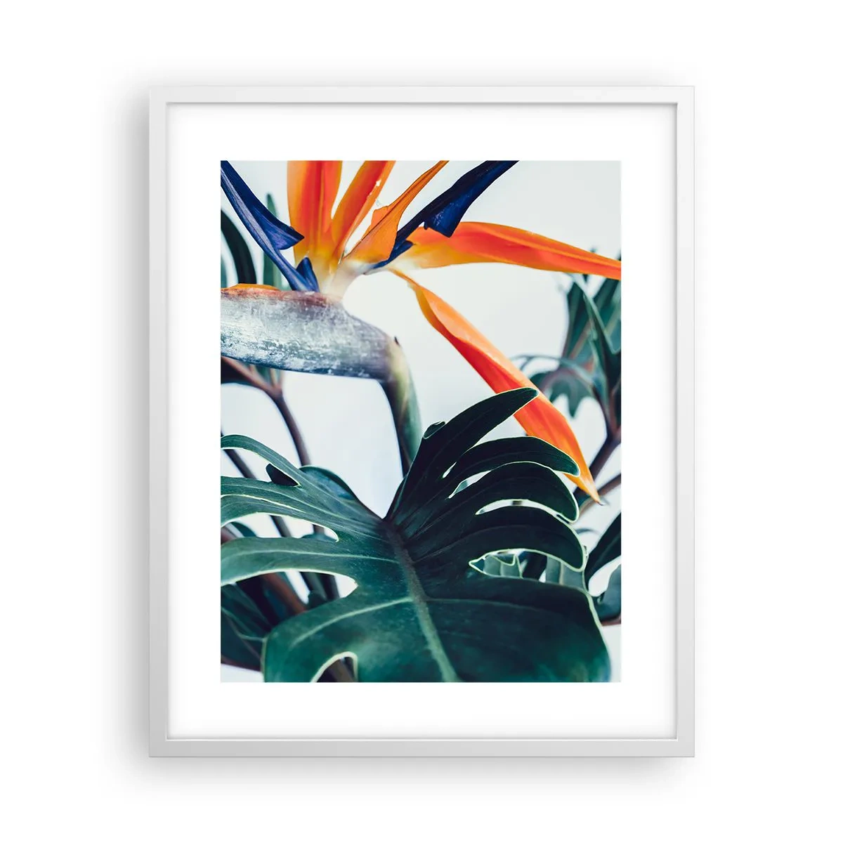 Plakát v bílém rámu - Ptákeř - 40x50 cm