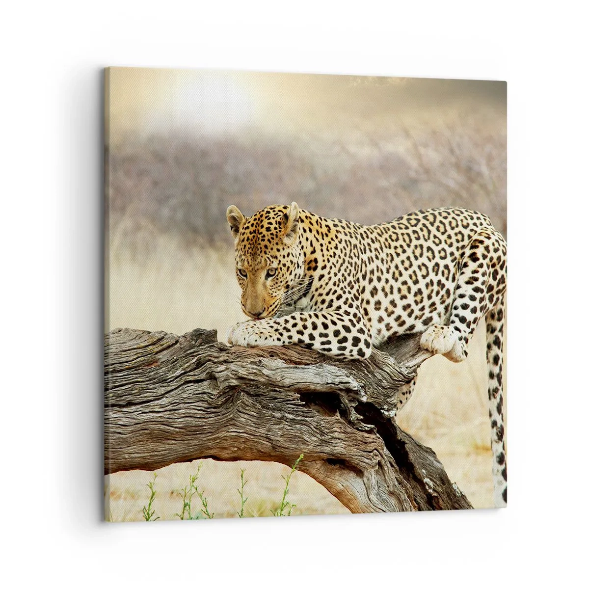 Obraz na plátně - Chodím vlastními cestami - 50x50 cm