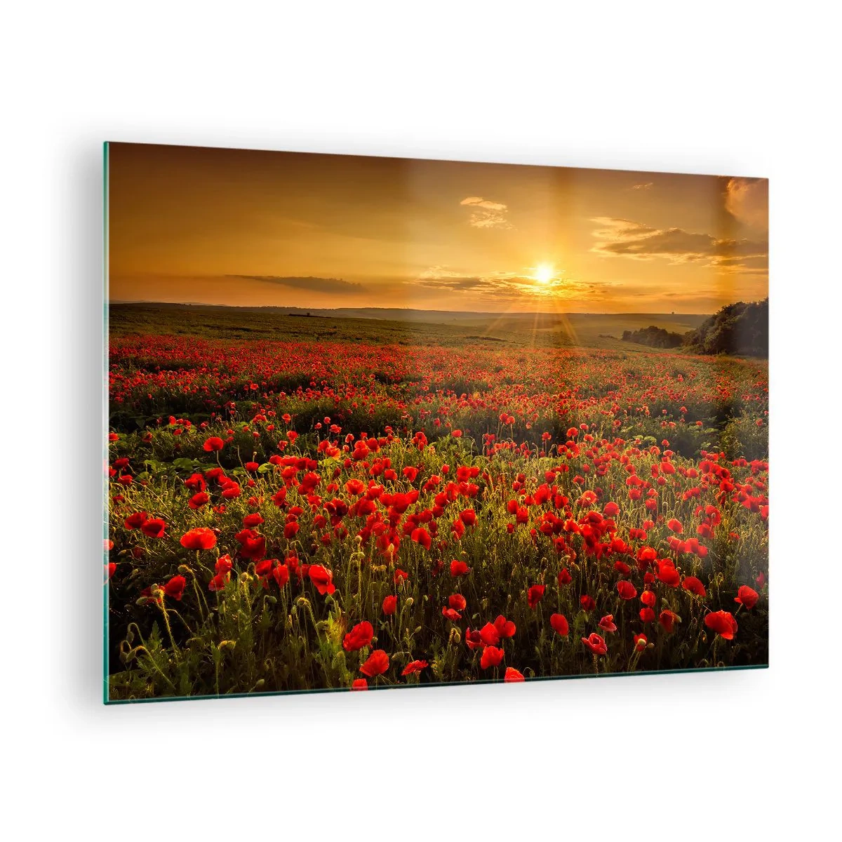 Obraz na skle - Makové pole ozářené paprsky zapadajícího slunce - 70x50cm - Mezi vlnami šumících luk, mezi záplavou květů - Moderní nástěnná dekorace do obývacího pokoje a ložnice ARTTOR