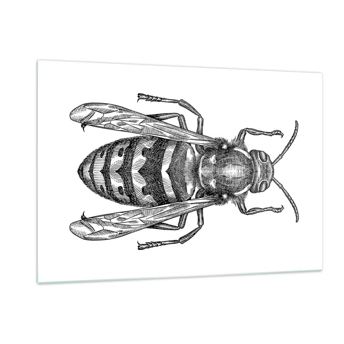 Obraz na skle - Z hmyzí planety - 120x80 cm