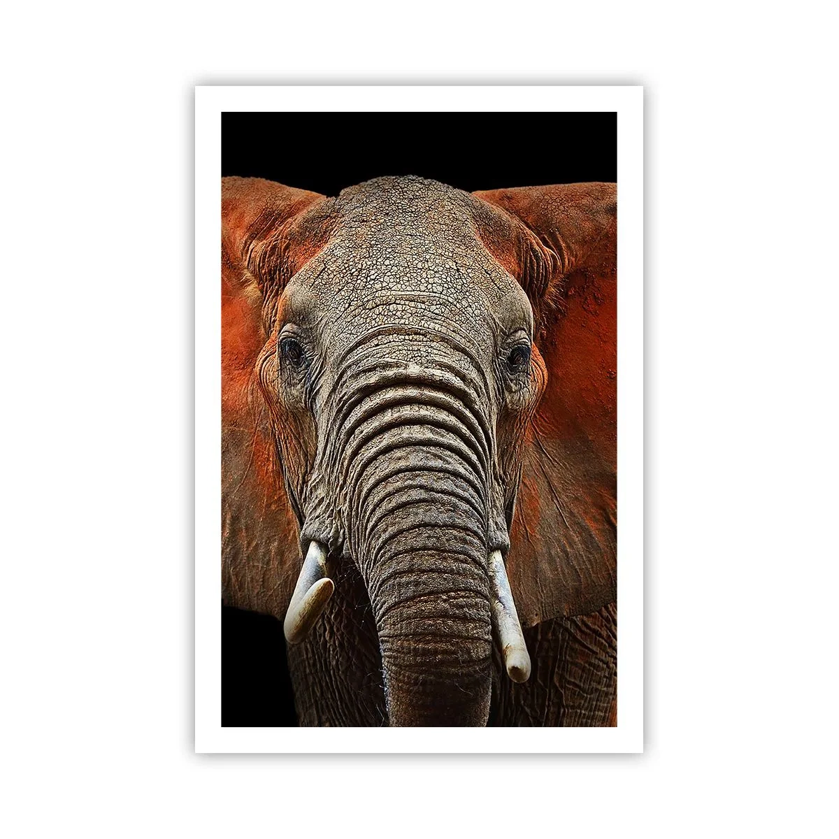 Plakát - Jsem divoký, a ty? - 61x91 cm