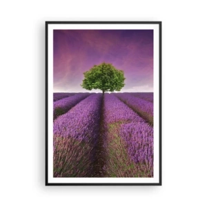 Plakát v černém rámu - Na levandulových polích - 70x100 cm
