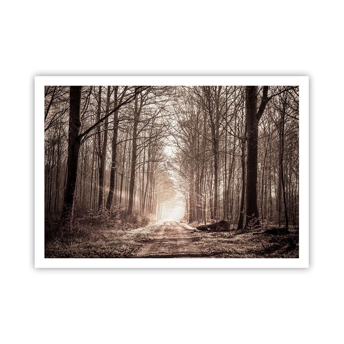 Plakát - Lesní katedrála - 100x70 cm